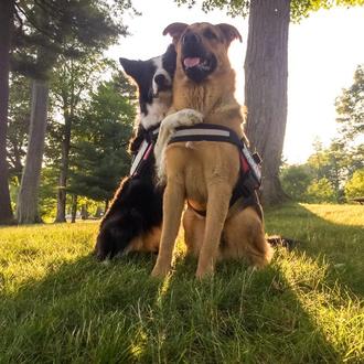 El abrazo perruno que ha conquistado a medio mundo (y …