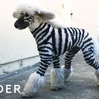 Perros zebra, perros jirafa y perros de colores: el estrafalario …