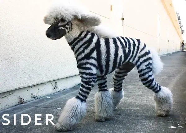 Perros zebra, perros jirafa y perros de colores: el estrafalario mundo de la peluquería canina creativa