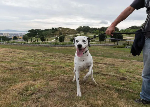 Obligación de limpiar con agua los orines caninos en A Coruña, nueva playa para perros y otras novedades de la Ordenanza