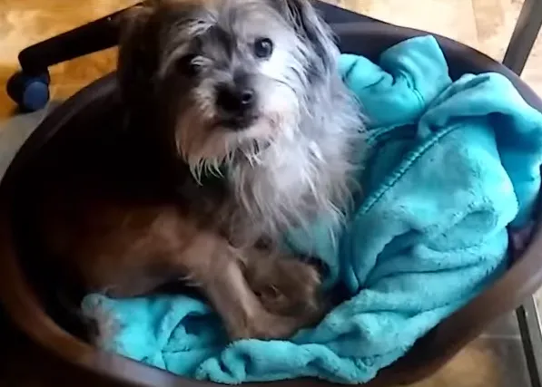 El perro que nadie quería pasó a ser el perro con suerte, gracias a George Clooney