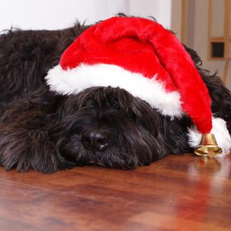 En Navidad, ojo con compartir las comidas típicas con tu …