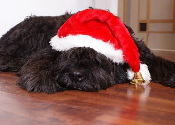 En Navidad, ojo con compartir las comidas típicas con tu perro