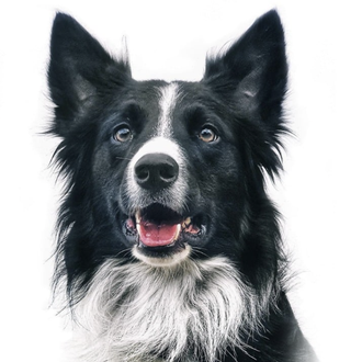 El conmovedor mensaje de despedida a Athos, un perro de …