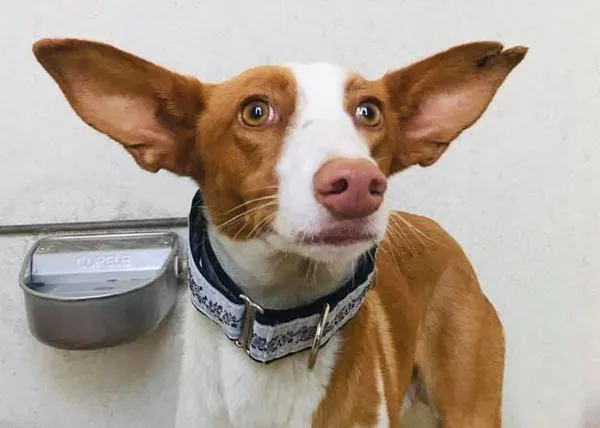 Enero: así han llamado al primer rescate del año en Galgos del Sol, un podenco aventurero