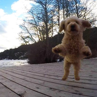 Los disfrutólogos: esos perros que se lo pasan bien con …