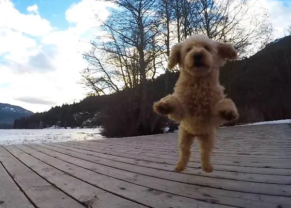 Los disfrutólogos: esos perros que se lo pasan bien con todo su cuerpo