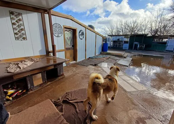 Recogida en Madrid de pienso, mantas... para la prote Piedrabuena, arrasada por la lluvia -muchas otras necesitan ayuda urgente