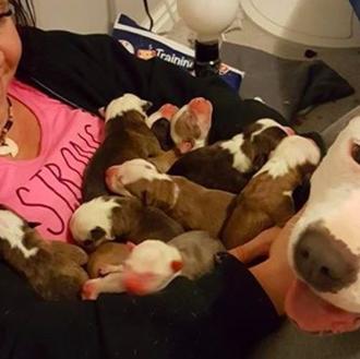 Una perra rescatada deposita, uno a uno, sus 11 cachorros …