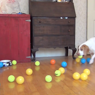 ¿Cómo celebrar el cumpleaños de un perro? ¡con una nube …