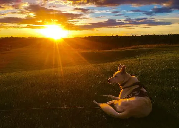 Un perro de trineo retirado inspira la creación de una fundación para ayudar a sus congéneres