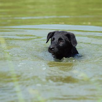 Evita que tu perro entre en contacto con las cianobacterias …