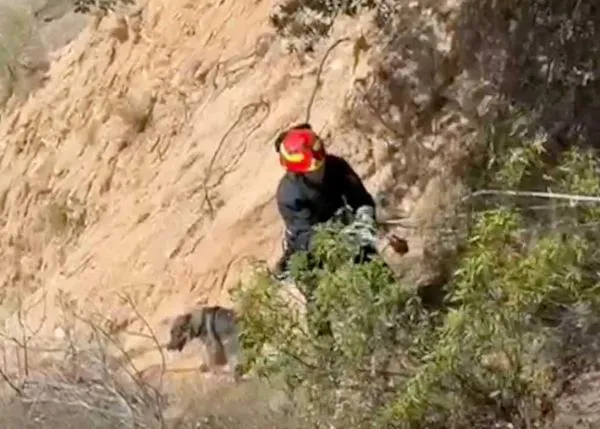 Los Bomberos de Madrid rescatan a un perro que se había quedado atrapado en un risco en Aldea del Fresno