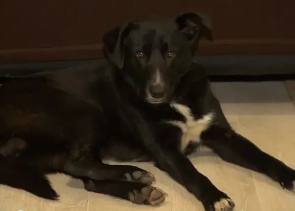 Héroe: antes de ser rescatado, un can ayuda ¡a salvar a 10 cachorros y su madre!