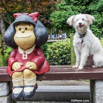 El vínculo entre humanos y canes: el que tu perro …