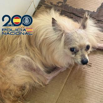 La Policía Nacional localiza otro criadero con animales en pésimas …