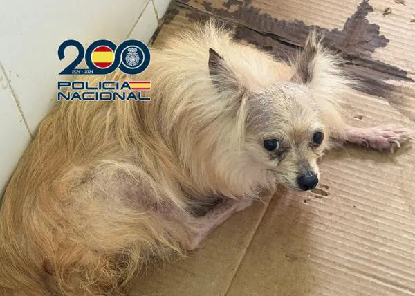 La Policía Nacional localiza otro criadero con animales en pésimas condiciones: rescatan a 300 perros y gatos en Almayate, Malaga