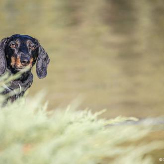La CNMC propone no limitar la venta de perros a …