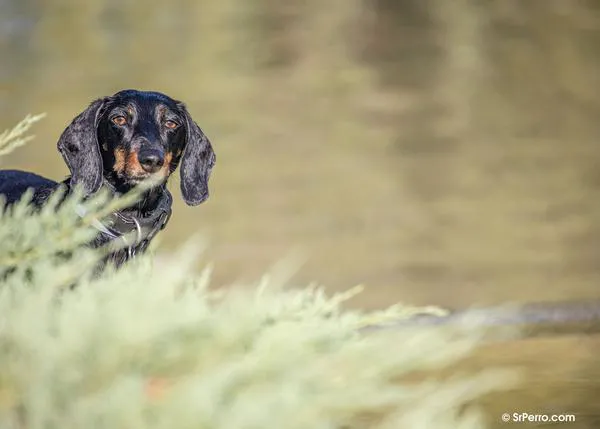 La CNMC propone no limitar la venta de perros a los criadores y eliminar el curso de educación canina (de la Ley de Protección Animal)