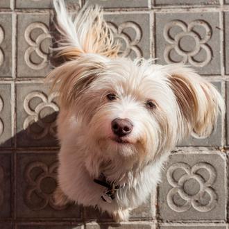 Plan veraniego perruno y solidario en Barcelona: Festa dels Animals …