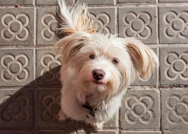 Plan veraniego perruno y solidario en Barcelona: Festa dels Animals en Sants y en Gràcia