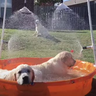 Al agua perros, vídeos refrescantes para contrarrestar mentalmente el calorazo