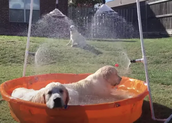 Al agua perros, vídeos refrescantes para contrarrestar mentalmente el calorazo
