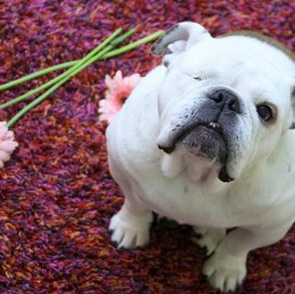 Piper, la bulldog inglés que vende cuadros, una SraPerra con …