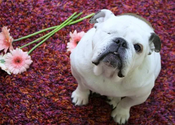 Piper, la bulldog inglés que vende cuadros, una SraPerra con suerte