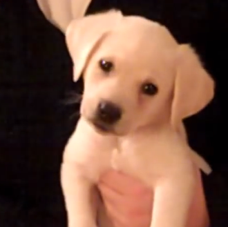 Un cachorrito descubre la música... un vídeo que te alegra …