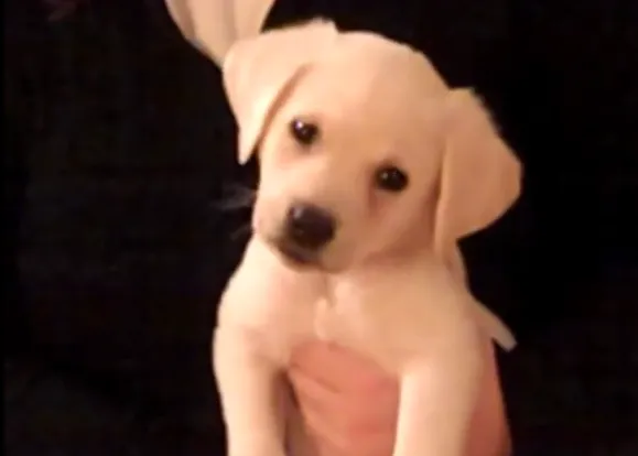 Un cachorrito descubre la música... un vídeo que te alegra la vista sí o sí