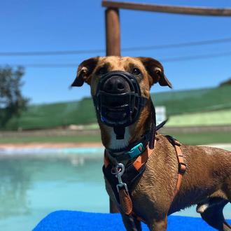 Los baños felices de algunos perros de la Protectora de …