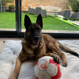 Héroes de 4 patas, velando por una retirada feliz para …