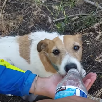 Rescatan a un perro perdido en medio del campo y …