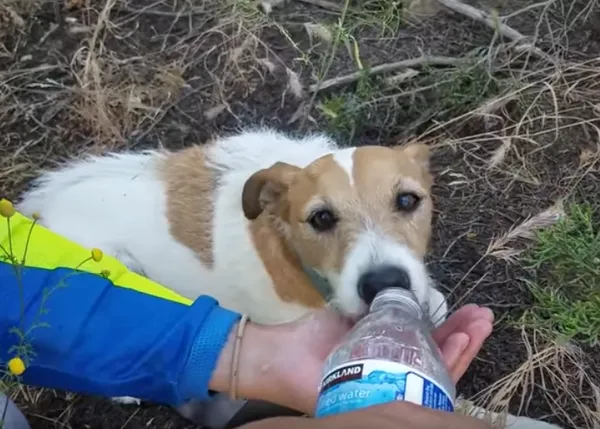 Rescatan a un perro perdido en medio del campo y logran reunirlo con su familia