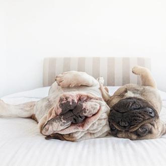 Perros del revés, un cambio de perspectiva con mucho arte …