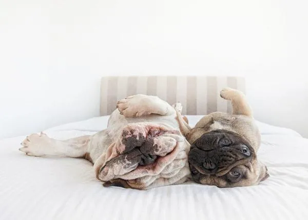 Perros del revés, un cambio de perspectiva con mucho arte y humor 