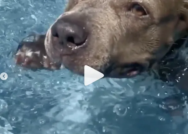 Kuma, la zampable perra de Justin Theroux, aprende a nadar y a disfrutar en el agua