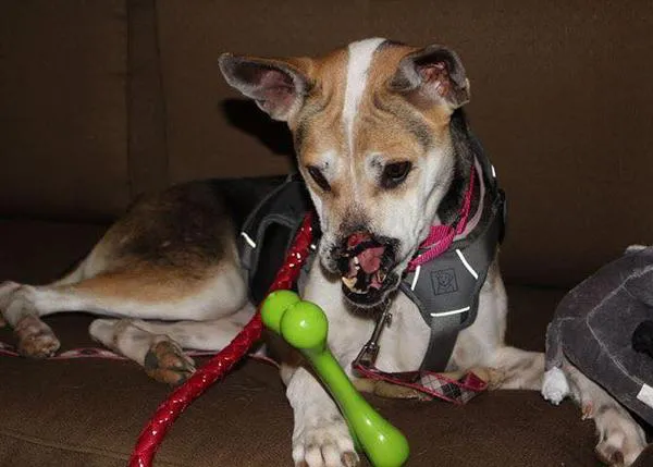 Una perra brutalmente mutilada es adoptada y se convertirá en perra de terapia para niños desfigurados