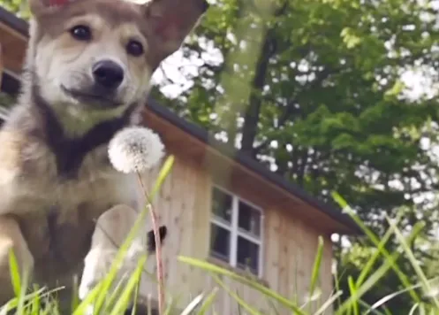 Felicidades perrunas, felicidades humanas: un cachorrito correteando a cámara lenta