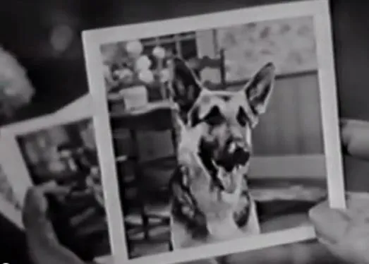 Consejos para sacar buenas fotos a un perro... versión 1956
