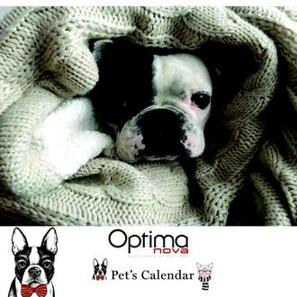 ¿Quieres que tu perro sea la estrella de un calendario …