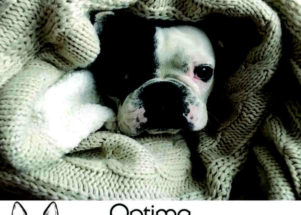 ¿Quieres que tu perro sea la estrella de un calendario?  ¡Apúntate al Pets Calendar de Optimanova!