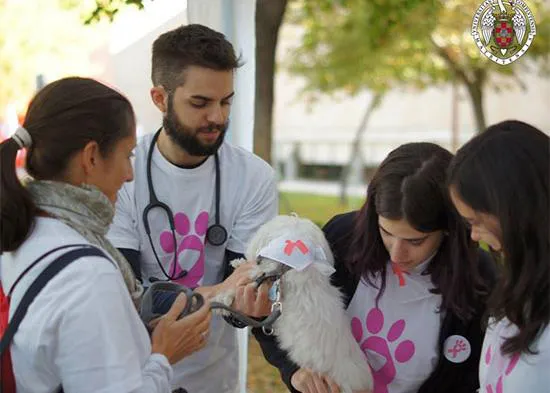 Útil y divertida cita para humanos perrunos: III Día de la Patita Rosa para concienciar sobre el cáncer de mama en perras y gatas