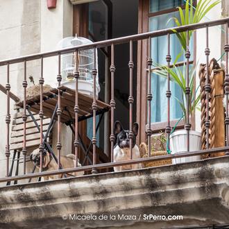 Enfermedades de animales a personas: las zoonosis por parásitos externos