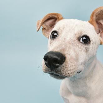 La Vida Secreta de los Perros: sus primeros paseos, su …