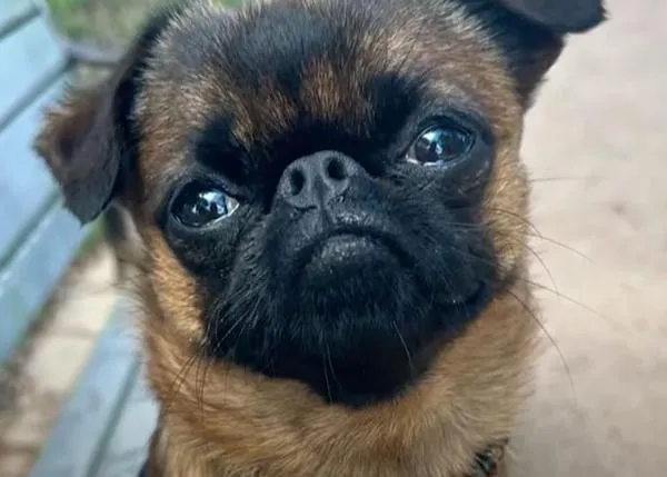 4 perros han muerto y varios están hospitalizados por la negligencia de una cuidadora