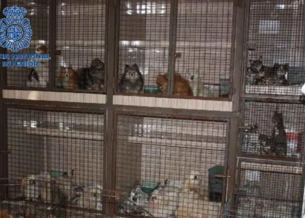 300 perros y gatos hacinados, 46 animales muertos en un criadero ilegal en Molina de Segura