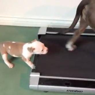Bandido, el cachorro de Pitbull que corría y corría para …