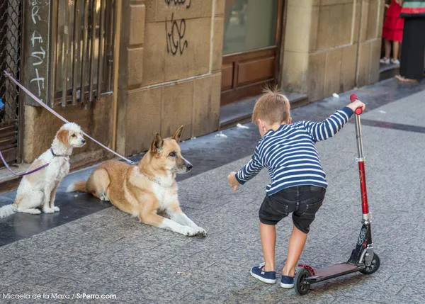 Forum Bayer dona pipetas para la prevención de la leishmaniosis canina